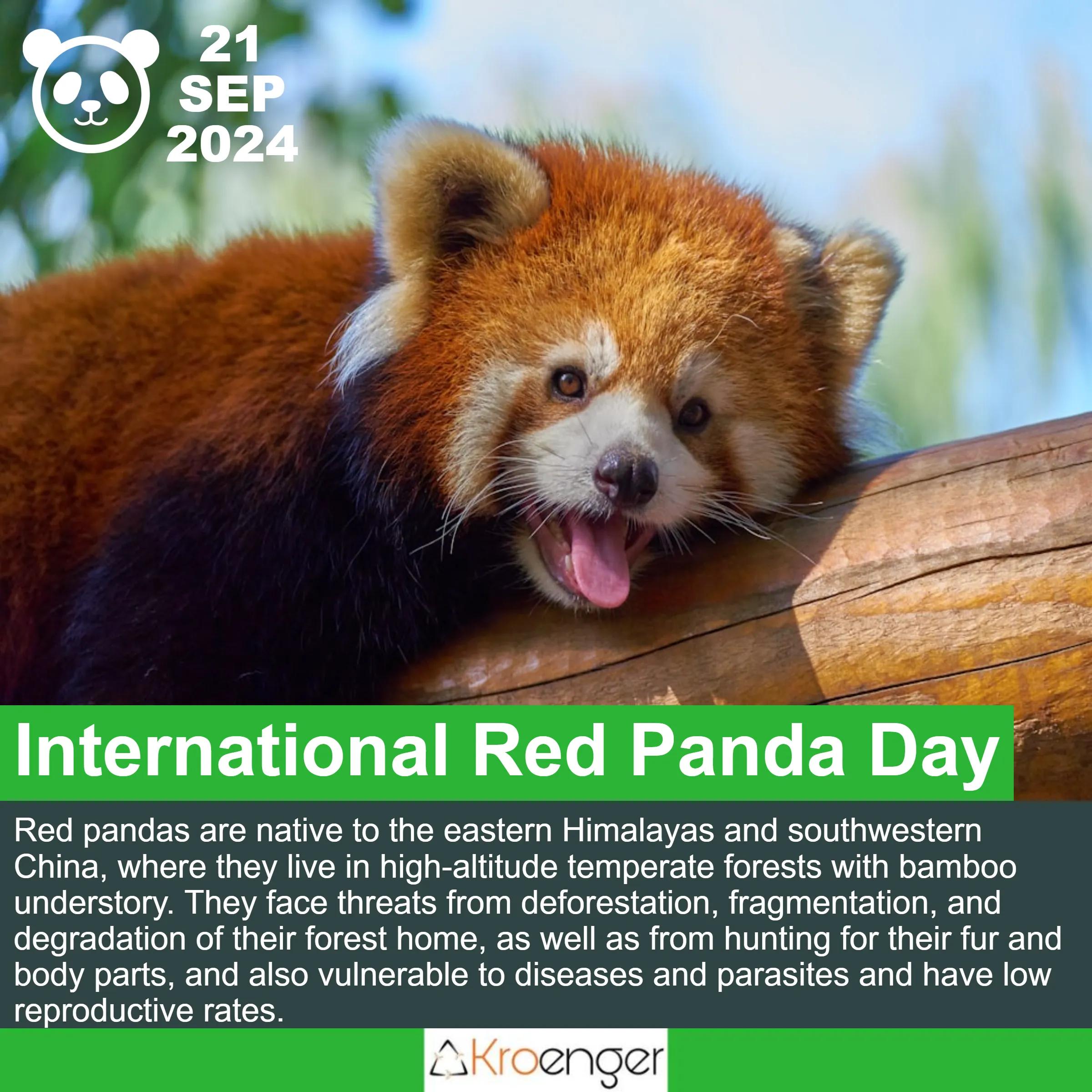 International Red Panda Day