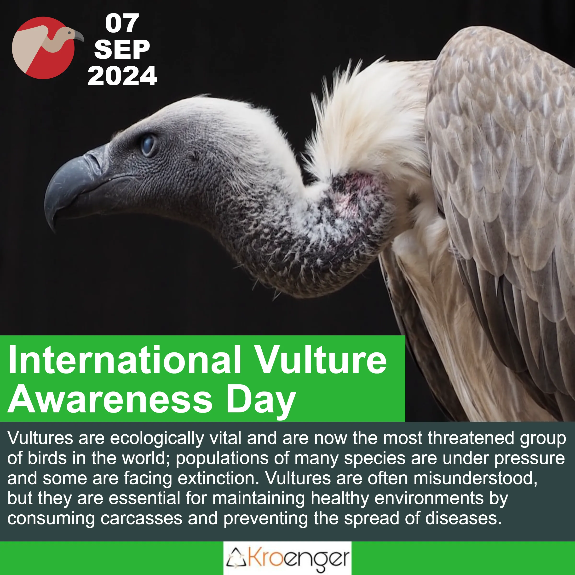 International Vulture Awareness Day