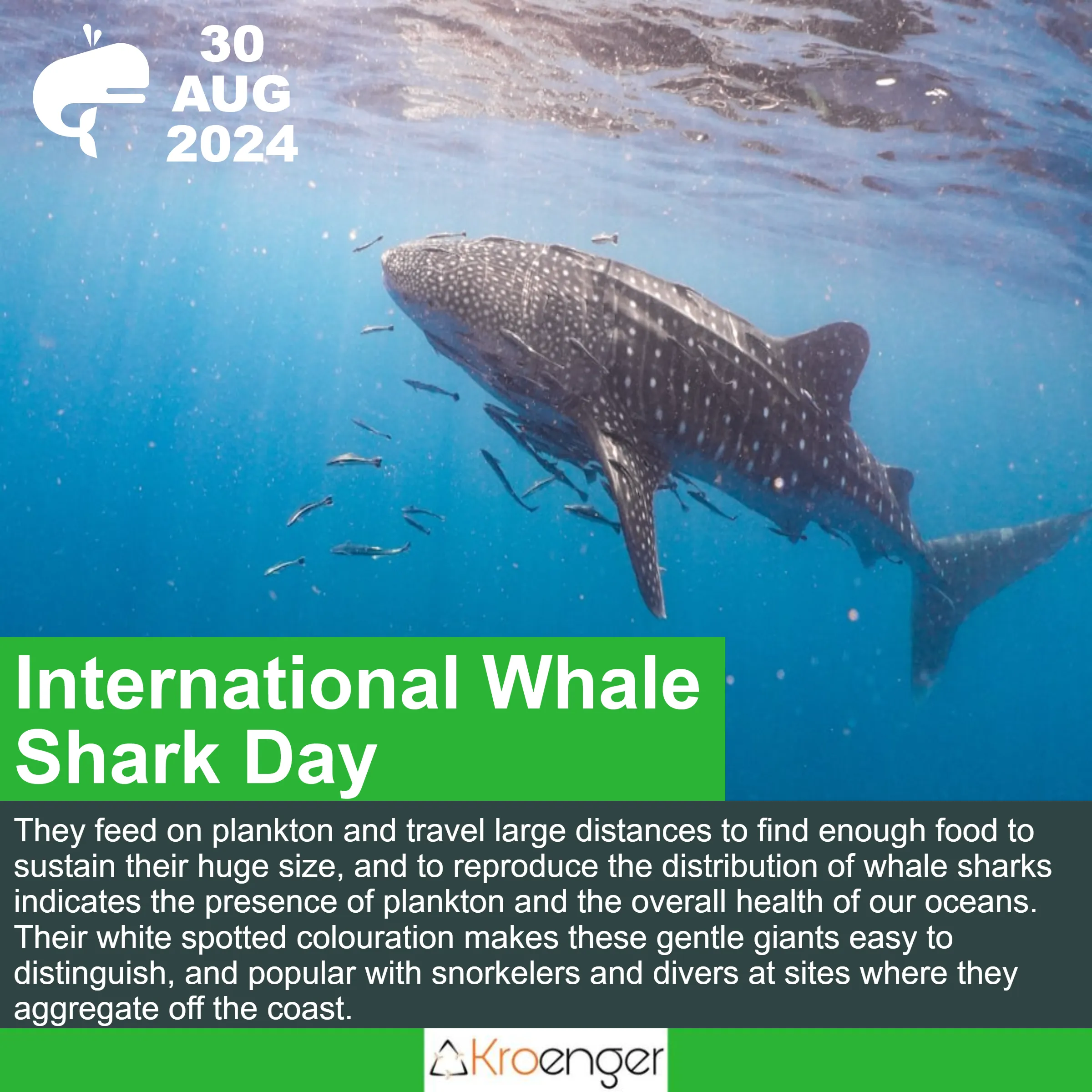 International whale shark day