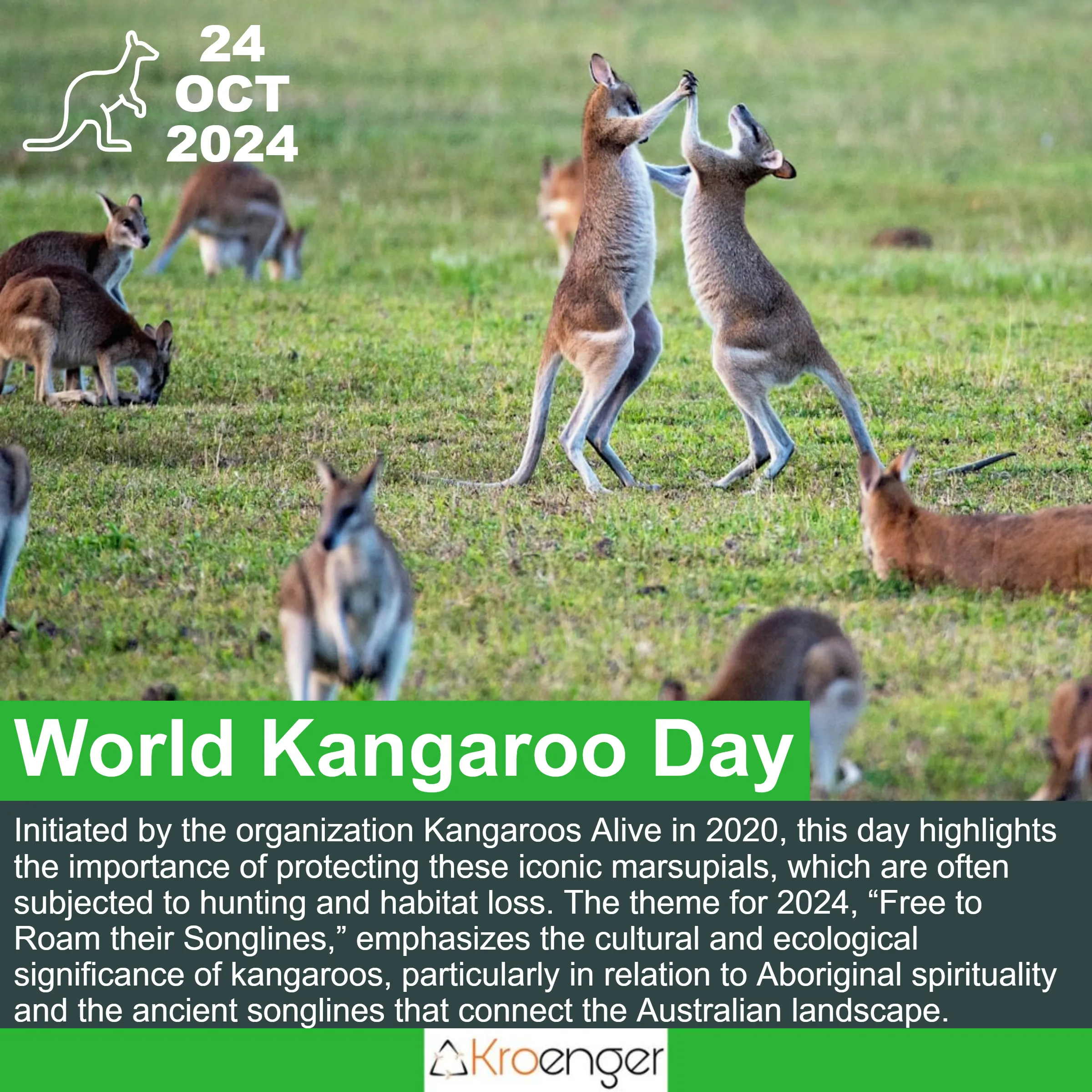 World Kangaroo Day