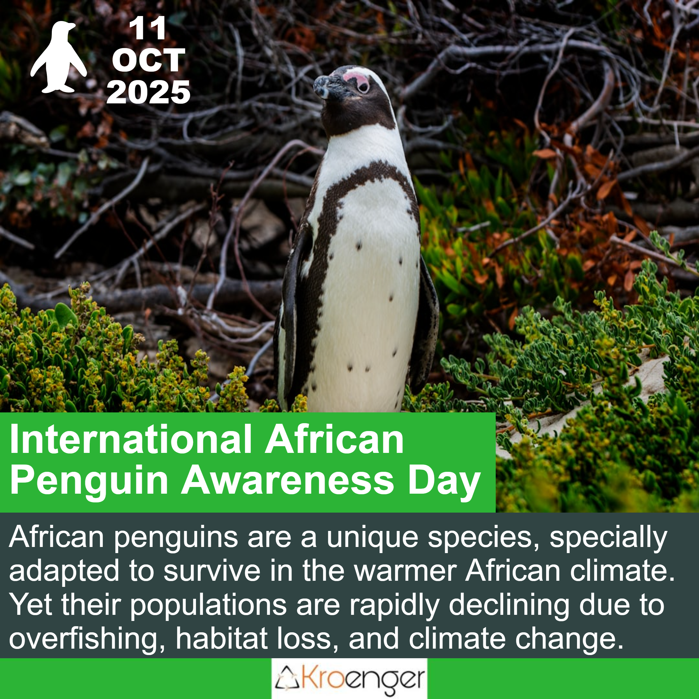 International African Penguin Awareness Day