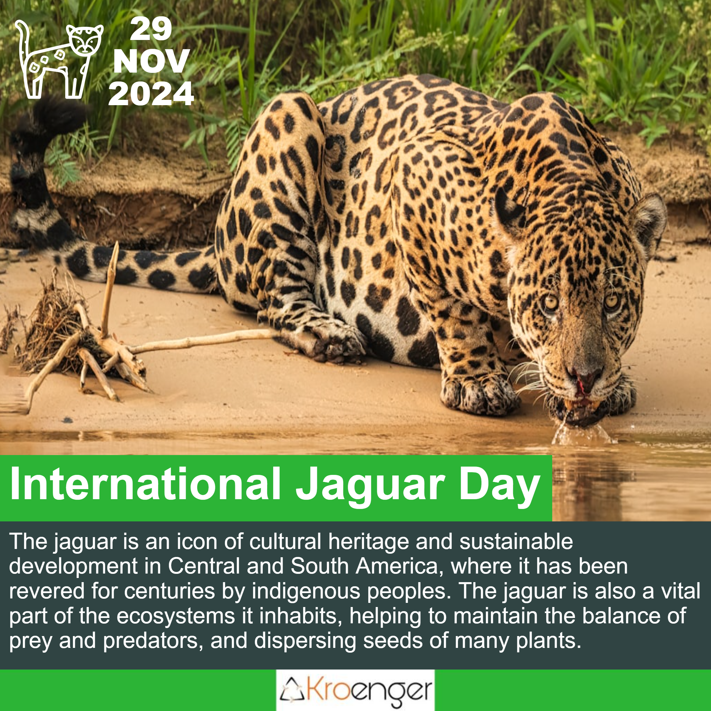 International Jaguar Day