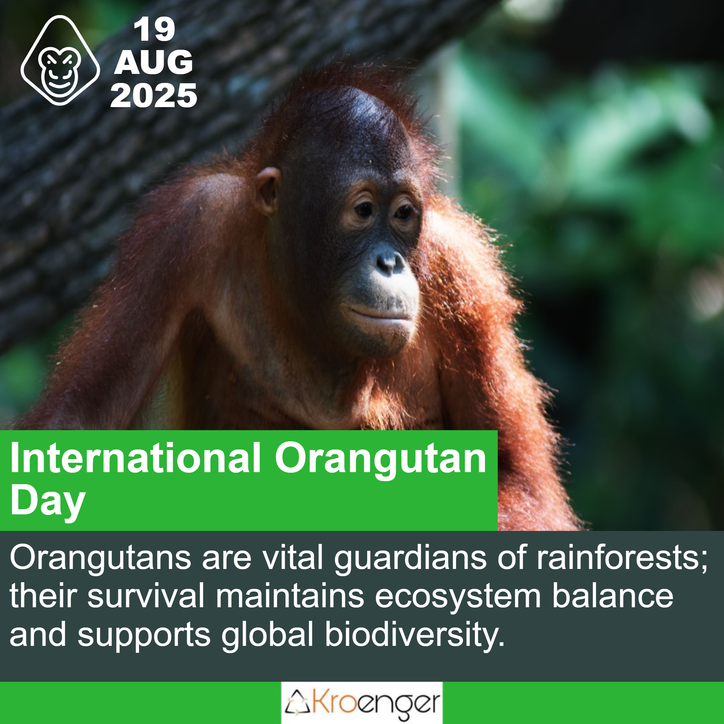 International Orangutan Day