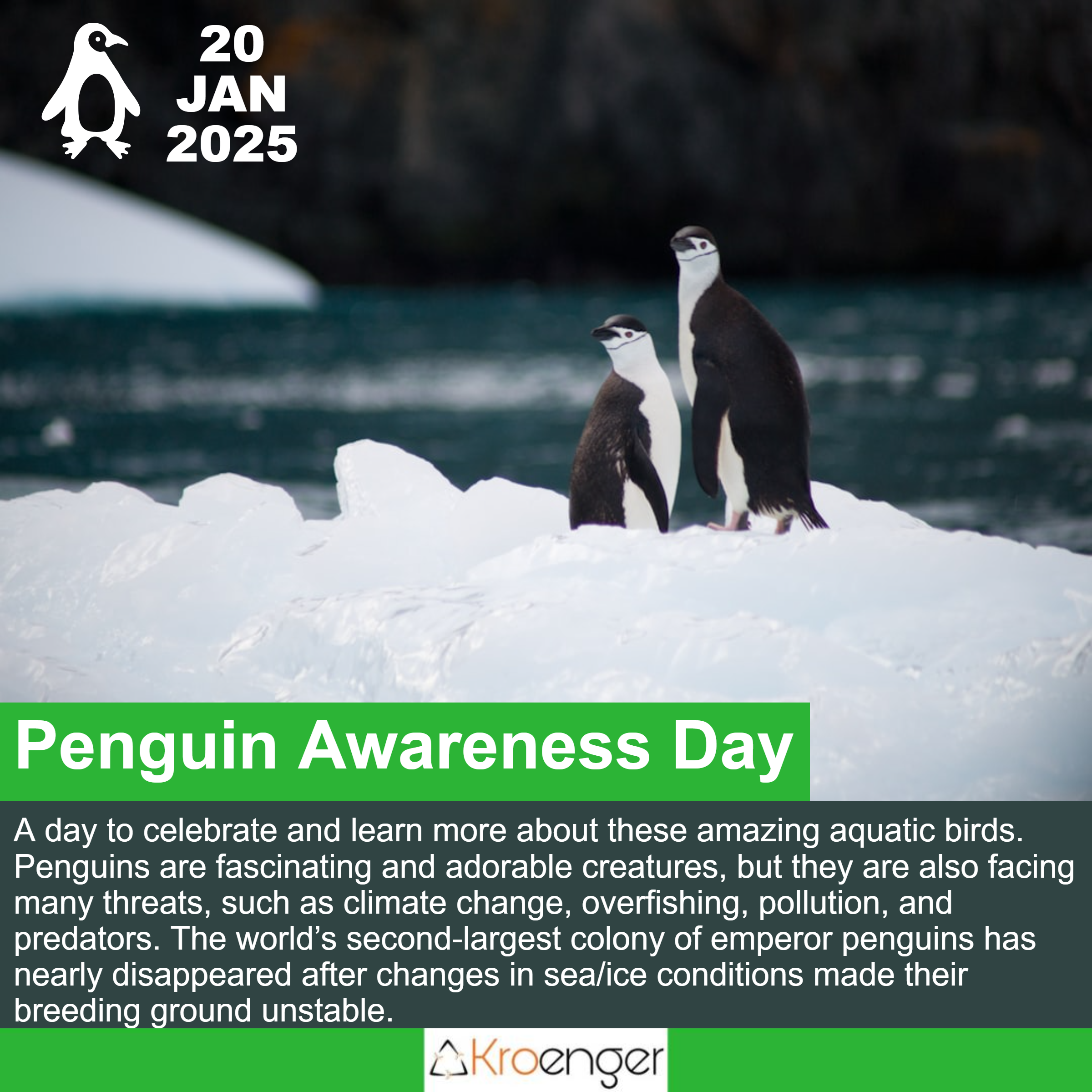 Penguin Awareness Day