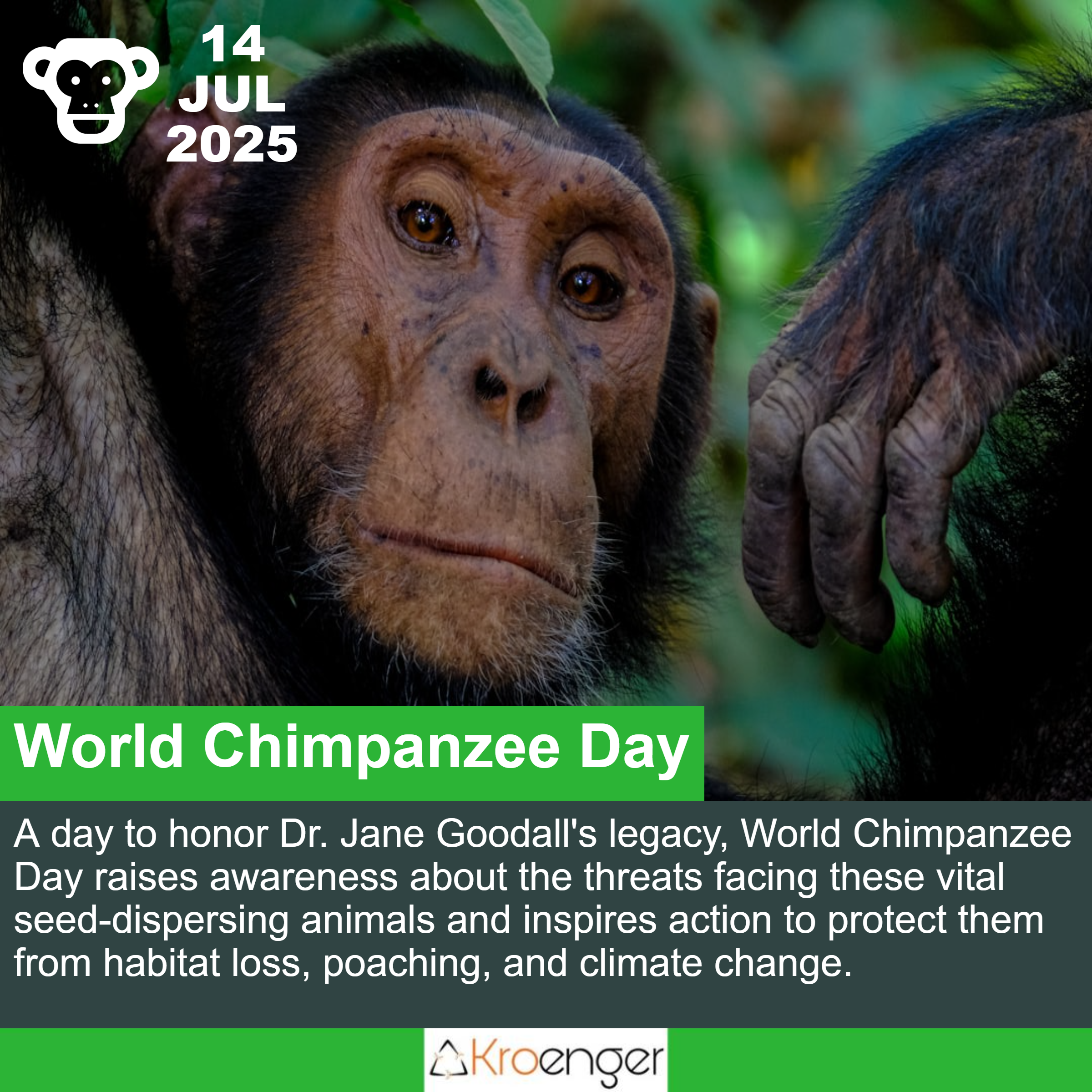 World Chimpanzee Day