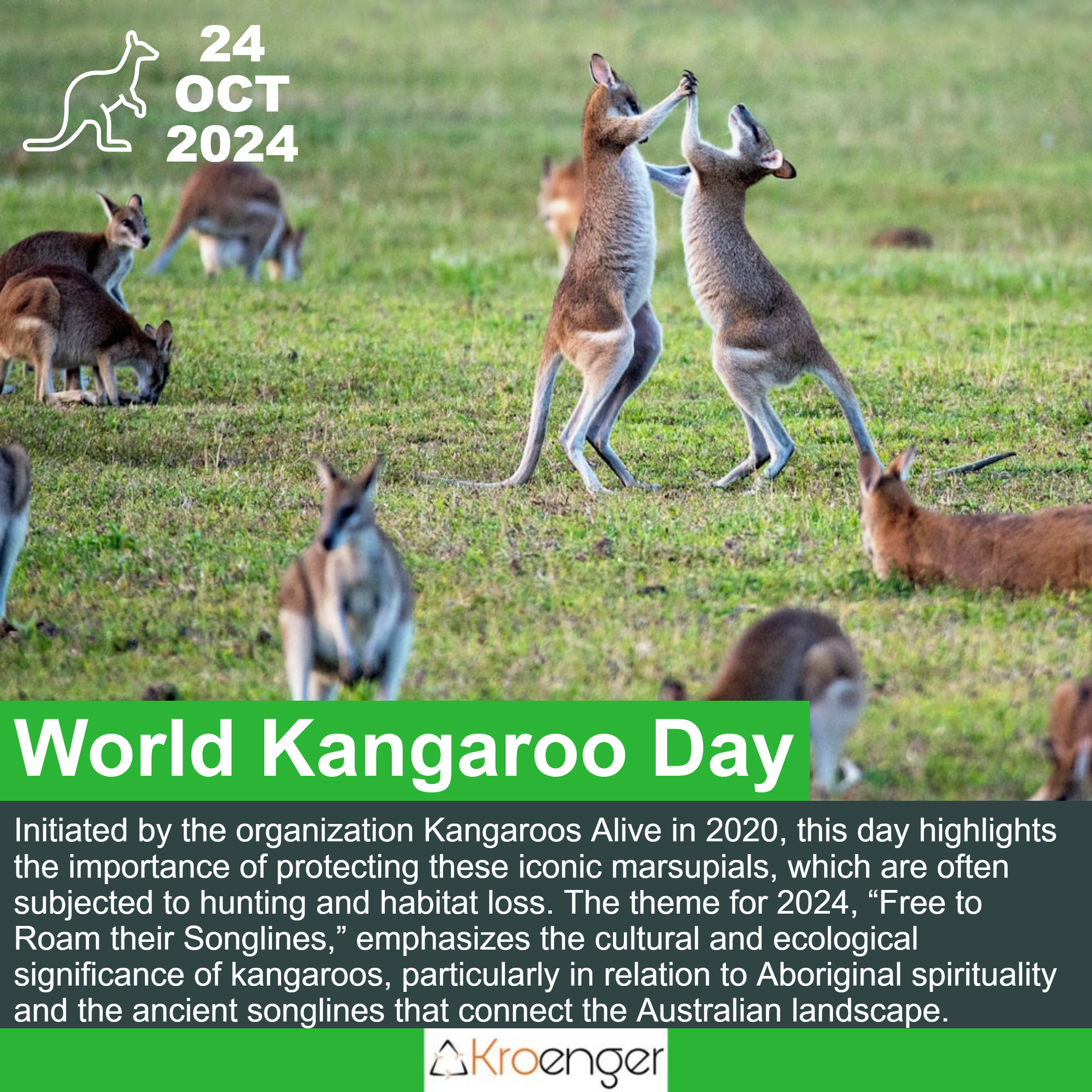 World Kangaroo Day