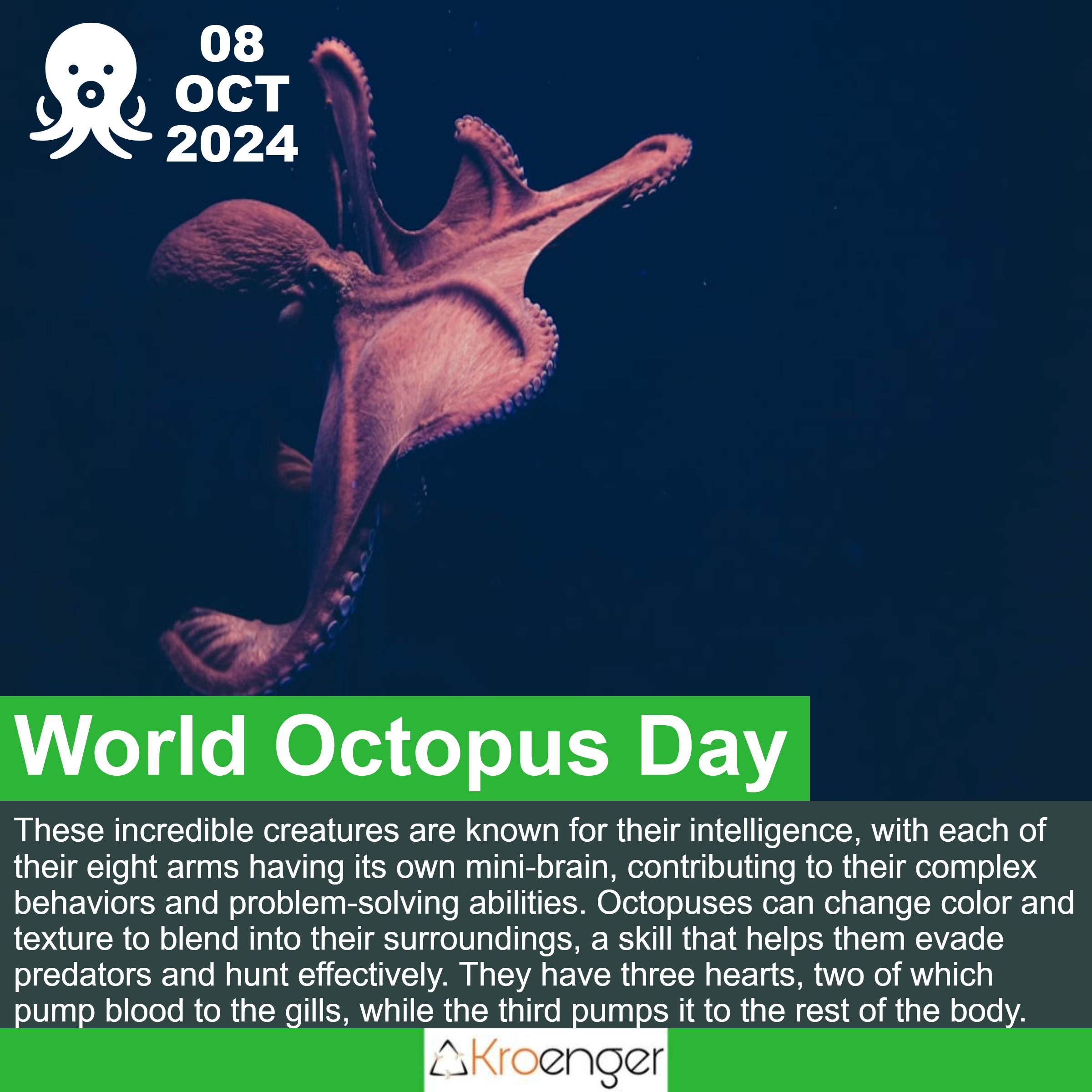 World Octopus Day