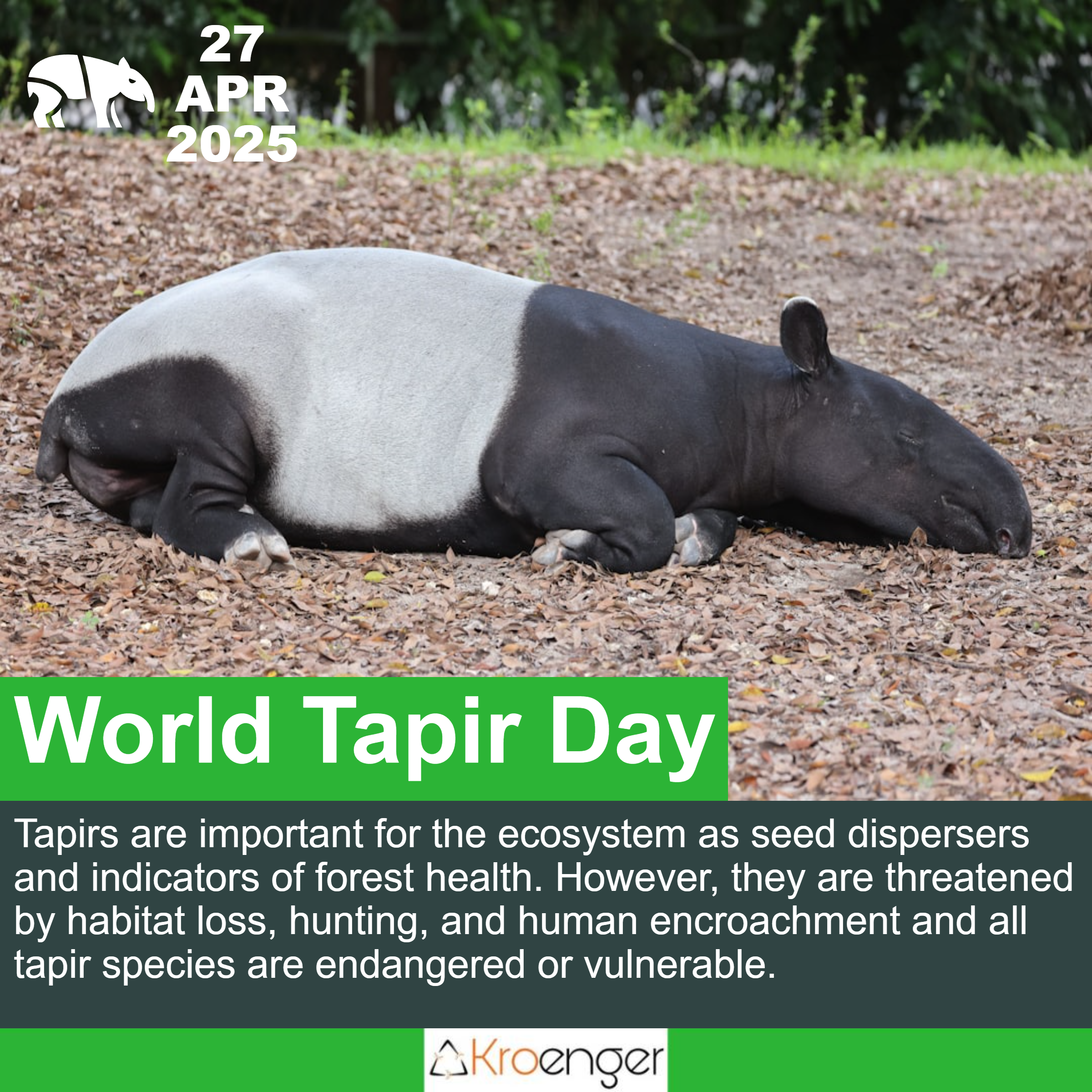World Tapir Day